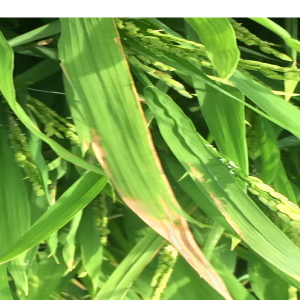 Bacterial Blight