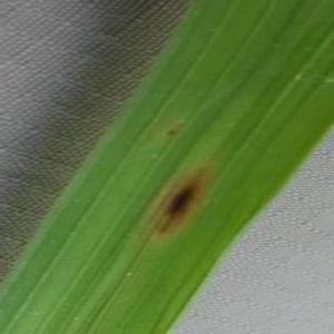 Brownspot