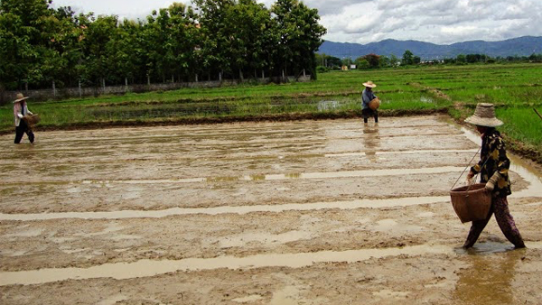 စပါးတိုက်ရိုက်မျိုးစေ့ချ(အစို)စိုက်ပျိုးနည်း