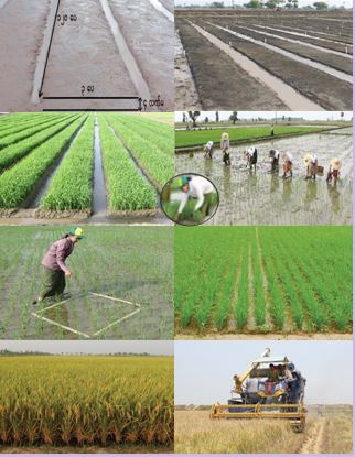 Raised Bed (ပေါင်ပျိုးဖြင့်) ပျိုးထောင်စိုက်ပျိုးသောနည်းစနစ်