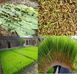 ပျိုးဖျာလိပ် ပျိုးထောင်နည်းဖြင့်စိုက်ပျိုးခြင်း