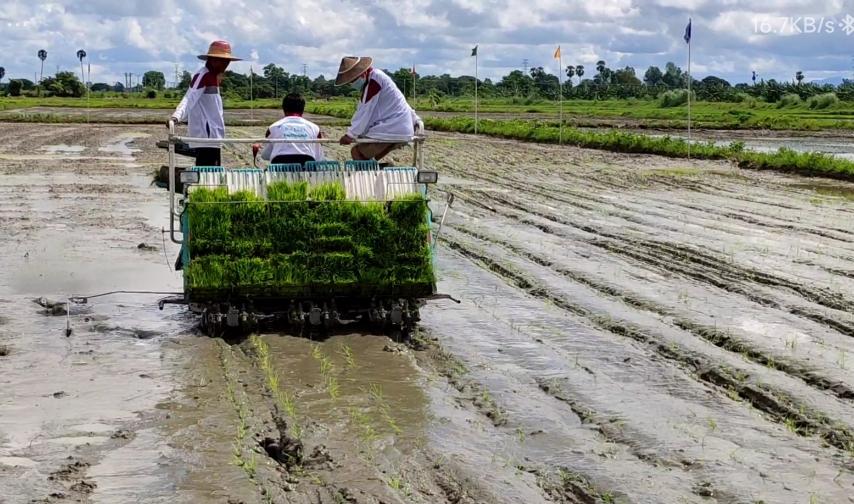 ကောက်စိုက်စက်ဖြင့်စိုက်ပျိုးခြင်း