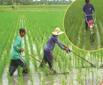System of Rice Intensification (SRI) နည်းဖြင့် စပါးစိုက်ပျိုးခြင်း