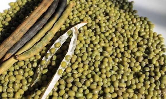 ပဲတီစိမ်း စိုက်ပျိုးနည်းစနစ်