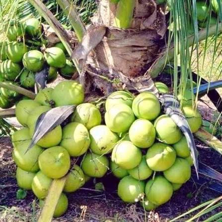 အုန်းစိုက်ပျိုးနည်းစနစ်