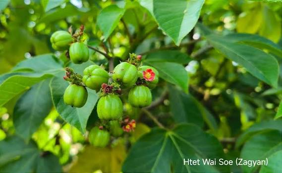 ကနခိုစိုက်ပျိုးနည်းစနစ်